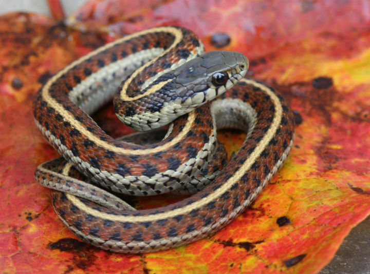 Red Coast Garter Snakes